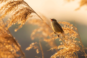 Why Waking Up to Birdsong Could Be the Most Powerful Mental Health Tool You're Not Using