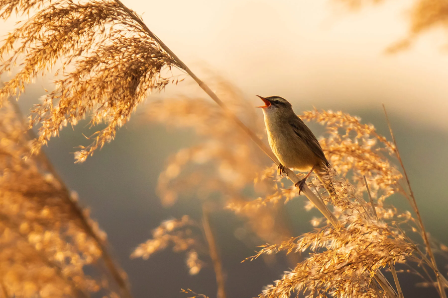 Why Waking Up to Birdsong Could Be the Most Powerful Mental Health Tool You're Not Using