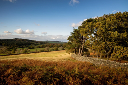 <span class="photo-credit"> Bradgate Park, Leicestershire. Image courtesy of  <a href="https://www.nationalforest.org/explore/attractions/bradgate-park" target="_blank" rel="noopener">The National Forest</a>. </span>