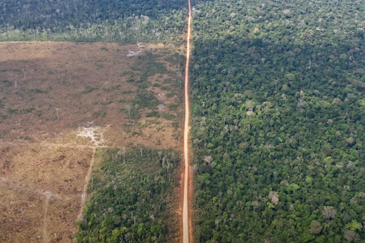 Why We Partnered with Ecologi