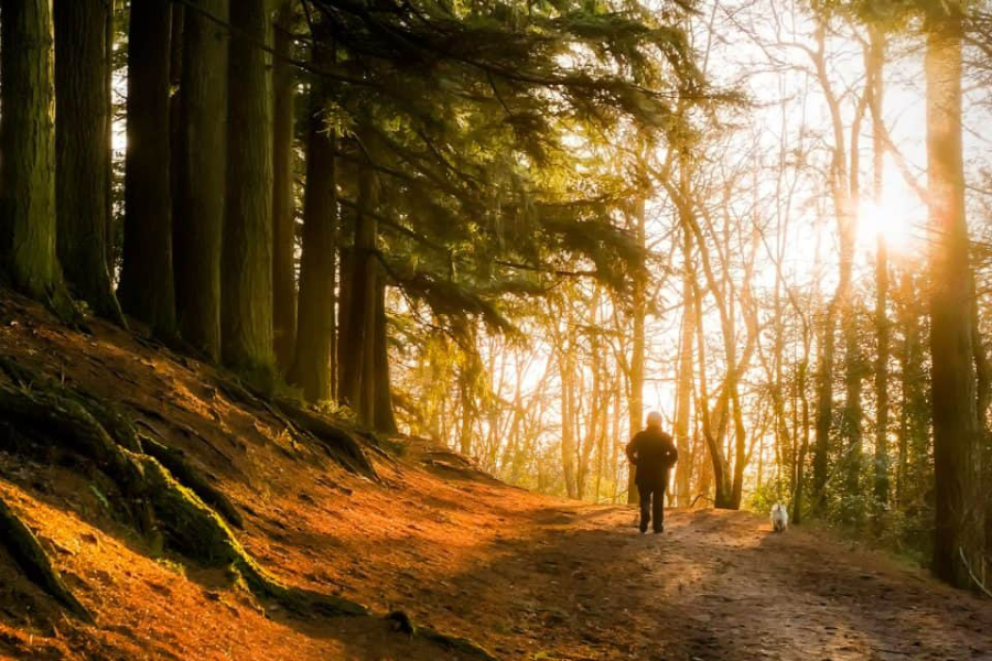The Free Mental Health Tool Hiding in Your Back Garden